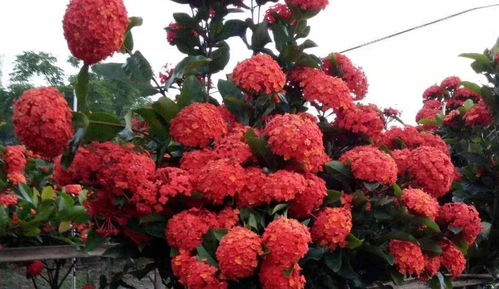 耐热花卉龙船花养护大揭秘 科学方法与机械设备助力