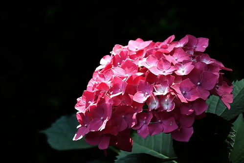 植物园花卉与机械设备的协同发展