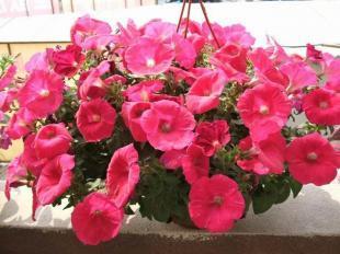 矮牵牛价格探析 青州森淼花卉苗木园艺场优势何在